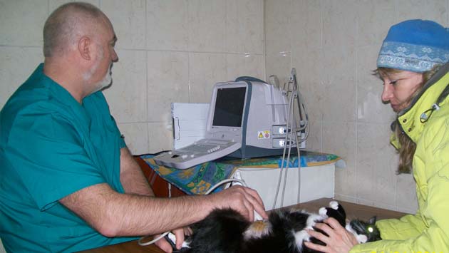 как делают УЗИ кошкам - услуги ветеринара